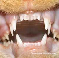 Wisselproblemen bij kittens wordt op onze tandheelkundige website beschreven